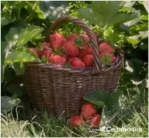 ягоди реколтата