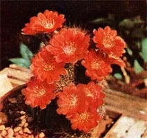 кактуси