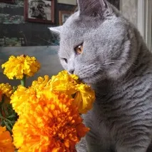 премахнете котка
