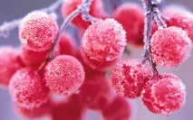 Калина для обличчя, маски з калини для шкіри, рецепти, відгуки та результат маски