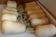 тиквички тиквички