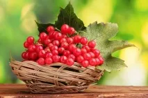 Калина для обличчя, маски з калини для шкіри, рецепти, відгуки та результат маски