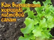 Як виростити гарний листовий салат - Блог про вирощування врожаю на дачі виростити