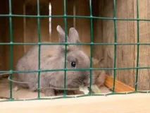 Клітина для декоративного кролика своїми руками клітина