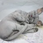 Котики - Текстильна Майстерня Олени Акулової майстерня