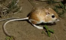 спеки