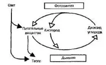 енергийният трофични нива