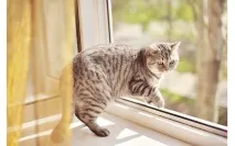 петия