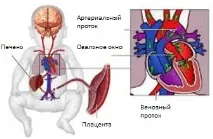 кръвообращението кръвообращението