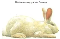 Кролики, породи кроликів, кролик метелик, радянський мардер, волосся, забарвлення, каліфорнійська порода, кроликів