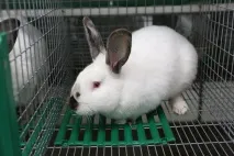 малий