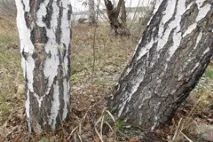 Кулінарія для здоров’я здоров