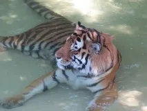 спеку
