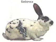Кролики, породи кроликів, кролик метелик, радянський мардер, волосся, забарвлення, каліфорнійська порода, кролики