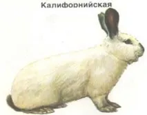 Кролики, породи кроликів, кролик метелик, радянський мардер, волосся, забарвлення, каліфорнійська порода, породи