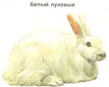 Кролики, породи кроликів, кролик метелик, радянський мардер, волосся, забарвлення, каліфорнійська порода, кроликів
