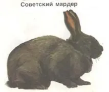 Кролики, породи кроликів, кролик метелик, радянський мардер, волосся, забарвлення, каліфорнійська порода, породи