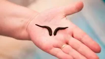 лечението вреди