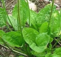 Лікування простими народними засобами! (Червоний перець, Подорожник, Часник) простими