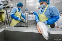 етап растеж беларус