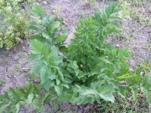 използването lovage