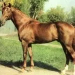 український