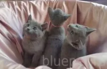 руска руски английски