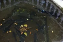 михайловския проход
