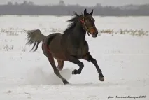 руски моят