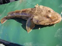 риболовна рибата