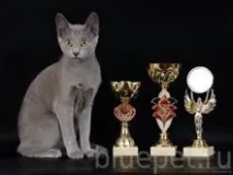 руска котка