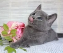 котка котка
