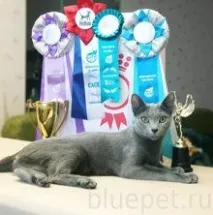 превод руски синя
