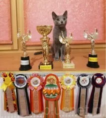 руска котка