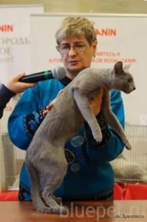 котка руска