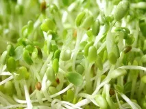 Олія зародків пшениці властивості та користь пшениці