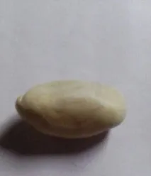 майсторски куче