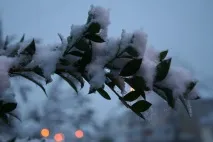 Мірт звичайний (лат мирту