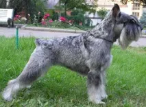 Міттельшнауцер - все про породу, історія породи, лікування, харчування, цуценята Міттельшнауцер породи