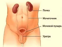 пикочния мехур мехур