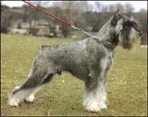 mittel среден