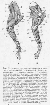 М’ЯСЛИ, ДІЇ НА ПЕРЕДПЛЕЧЧЯ ясли
