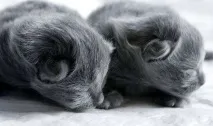 коте каква