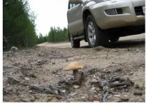 На якій відстані від траси не варто збирати гриби через їх шкоду варто