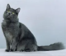 Нібелунг (кішки та коти) опис породи, характер, відгуки фото породи