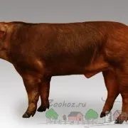 Огляд карликових домашніх свиней їх опис та відео опис