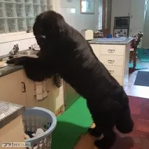 статии нюфаундленд