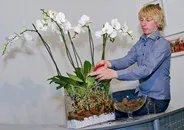 пеперуди александър