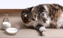 кішки