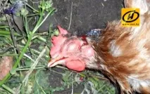 Про Чупакабру в Білорусі заговорили на рівні влади заговорили